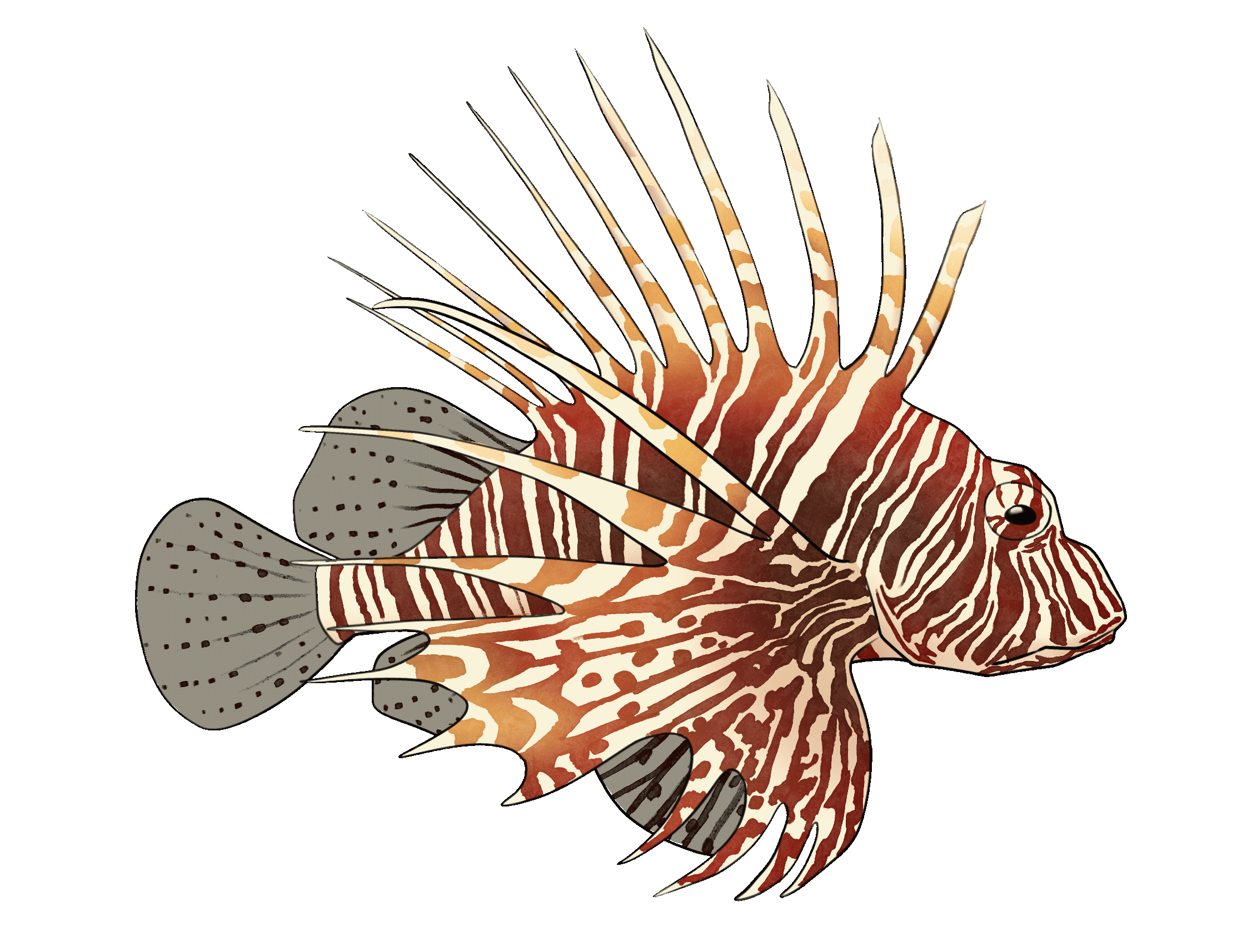 Žlutohnědý Perutýn